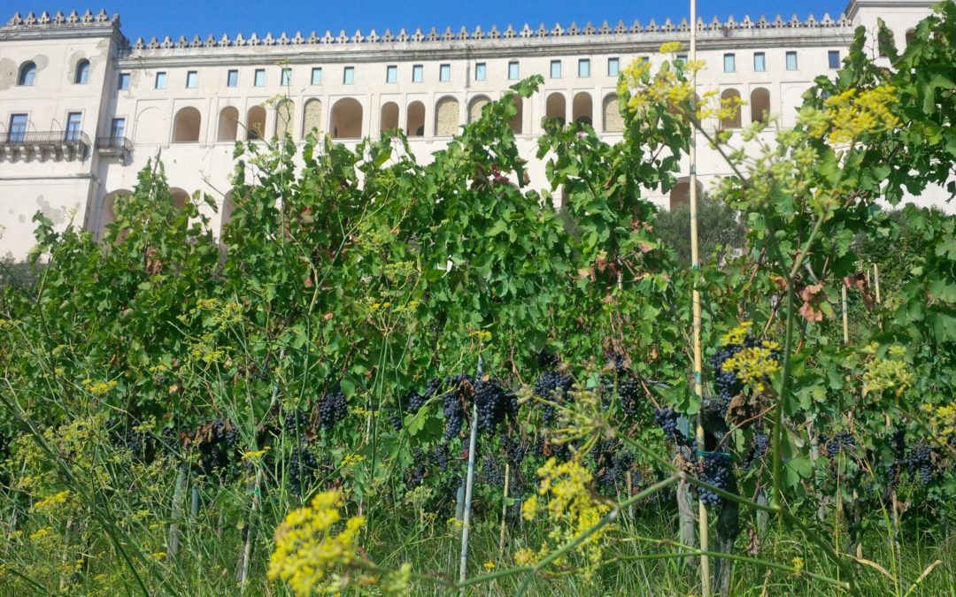 Festival delle Vigne Metropolitane